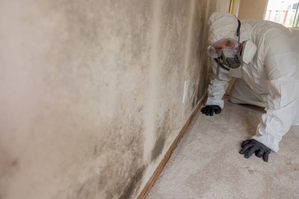 Best Biohazard Mold Removal  in Southgate, FL